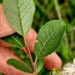 Salix myrsinifolia Blatt