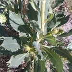 Grindelia chiloensis Leaf