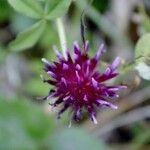 Trifolium wormskioldii Lorea