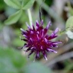 Trifolium wormskioldii Цветок