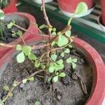 Portulacaria afraHostoa