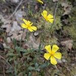 Diatelia tuberaria Fula