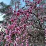 Prunus mume Blomst