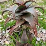 Aloe elgonica Листок