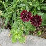 Scabiosa atropurpurea Natur