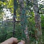 Phyllanthus emblica 葉