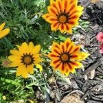 Gazania linearis Цветок