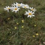 Tanacetum corymbosumFlor