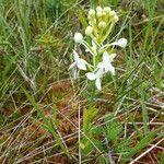 Platanthera blephariglottis 花
