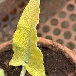 Salvia canariensis Blatt