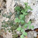 Asplenium ruta-muraria Lehti