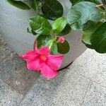 Mandevilla sanderiFlower