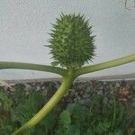 Datura stramonium Fruit