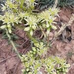 Sedum sediforme Flower