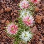 Melaleuca gnidioides Hábito