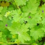 Geranium mascatense Leaf