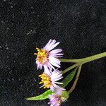 Aster albescens फूल