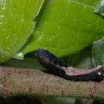 Dichapetalum rugosum Beste bat