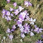 Crocus corsicus Flower