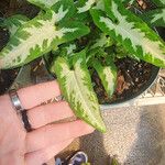 Syngonium wendlandii Leaf