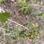 Quercus coccifera Deilen