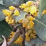 Azara integrifolia Λουλούδι