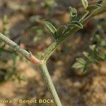 Astragalus baionensis Φλοιός