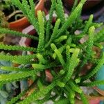 Crassula muscosaList