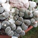 Lithops salicola Egyéb