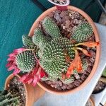 Rebutia minuscula Yaprak