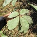 Vitex megapotamica Foglia