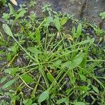 Limosella aquatica Leaf