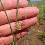 Juncus usitatus Lorea