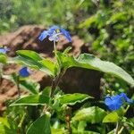 Commelina forskaolii Lapas