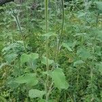 Tithonia tubaeformis অভ্যাস