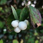 Symphoricarpos albus Fruit