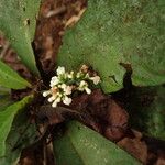 Psychotria konguensis