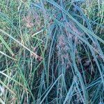 Cyperus longus Habit