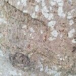 Barringtonia asiatica 樹皮
