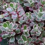 Sedum spurium 叶