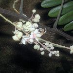 Cassia grandis Kvet