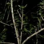Dasyphyllum diacanthoides Kabuk