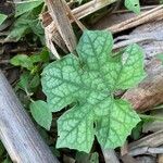 Luffa aegyptiaca Leaf