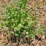 Valeriana coronata Buveinė