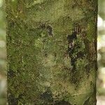 Oxandra asbeckii Corteza