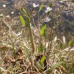 Damasonium polyspermum Elinympäristö