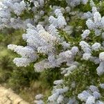 Ceanothus leucodermis Flower