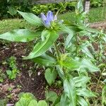 Gentiana andrewsii পাতা