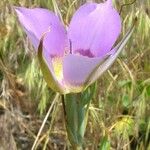Calochortus macrocarpus Λουλούδι