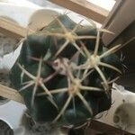 Echinocactus horizonthalonius List